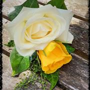 White and yellow rose