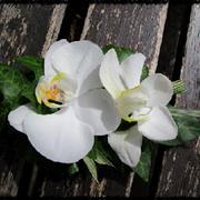 Corsage Phalaenopsis white
