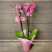 Elegant Beauty Plant