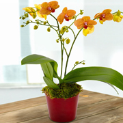 Orchid Phalaenopsis Plant