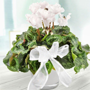 Christmas White Cyclamen