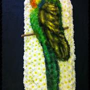 Budgie 