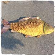 Carp Fish