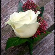 White rosa classic with skimmia 