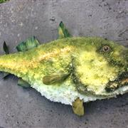 Cod fish 