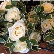 single rose  any colour