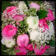 White and Pink Ranunculus