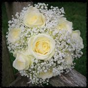White Roses and Gyp Avalanche