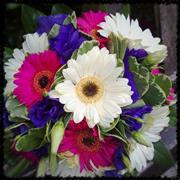 White and Pink Gerbera