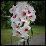 Phalaenopsis White