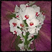 Phalaenopsis fountain