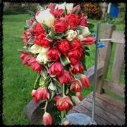 Tulip Red and White