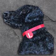 Black Labrador