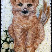 Ginger Cat