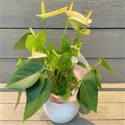 Anthurium white Diamond
