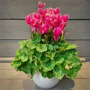 Cyclamen  