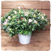 Mammoth Azalea mix