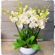  Bellissimo White Orchid  