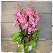 Bellissimo Pink Orchid