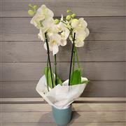 4 Stemmed Phalanopsis orchid