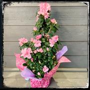Pyramid azalea