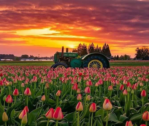 The Flower Basket Florist Sandwich 01304 612687 shop online