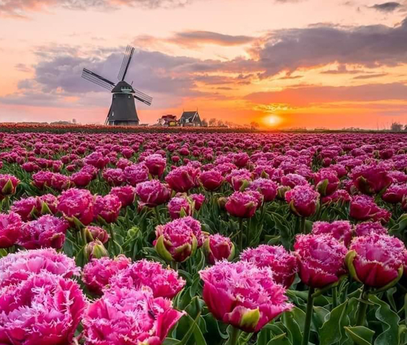 The Flower Basket Florist Sandwich 01304 612687 shop online